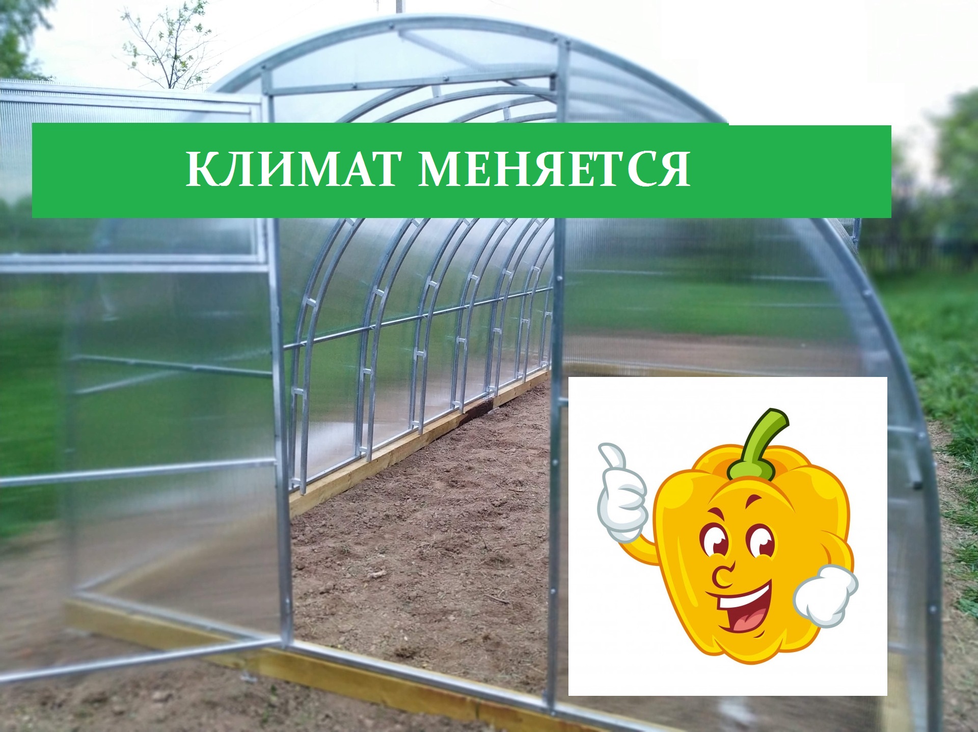 Купить парник.